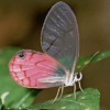 Glasswing Butterfly, Peru's rainforest