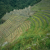 Agricultural terraces in Machu Picchu